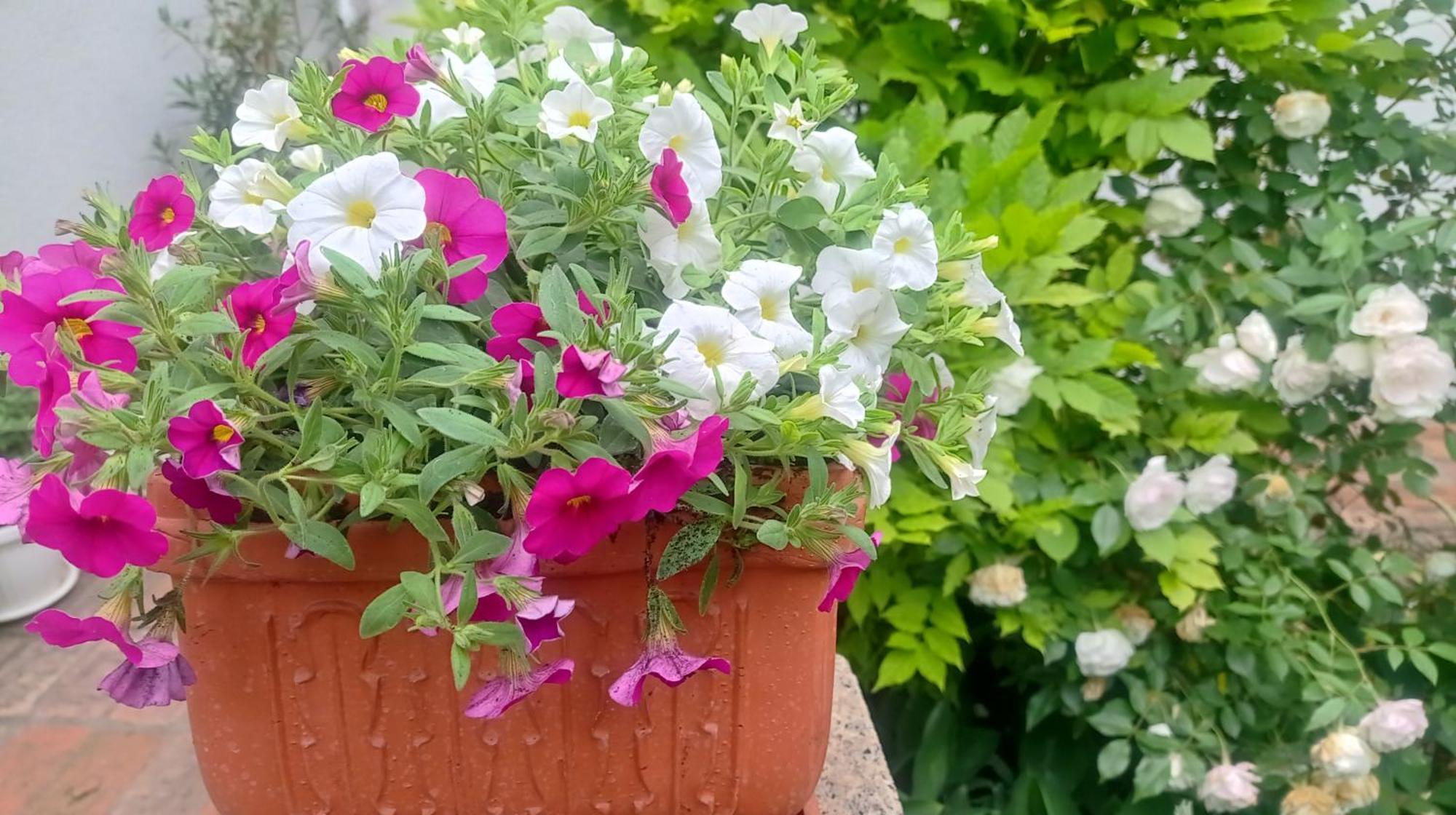 Belgrade Apartment Happy Garden Extérieur photo
